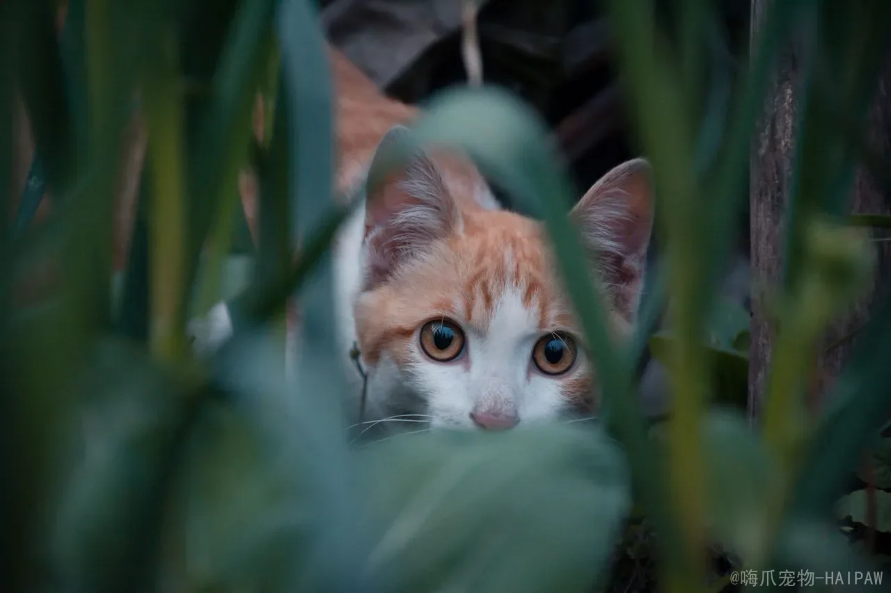 猫的眼睛白膜能自愈吗?从第三眼睑到角膜腐骨,全面解读猫咪眼部白膜的真相与应对 猫的眼睛白膜能自愈吗?从第三眼睑到角膜腐骨,全面解读猫咪眼部白膜的真相与应对