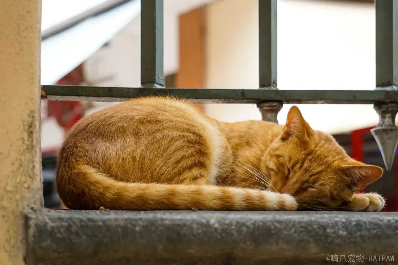 小猫睡眠时间多长？幼猫睡眠规律、阶段与健康判断全解析