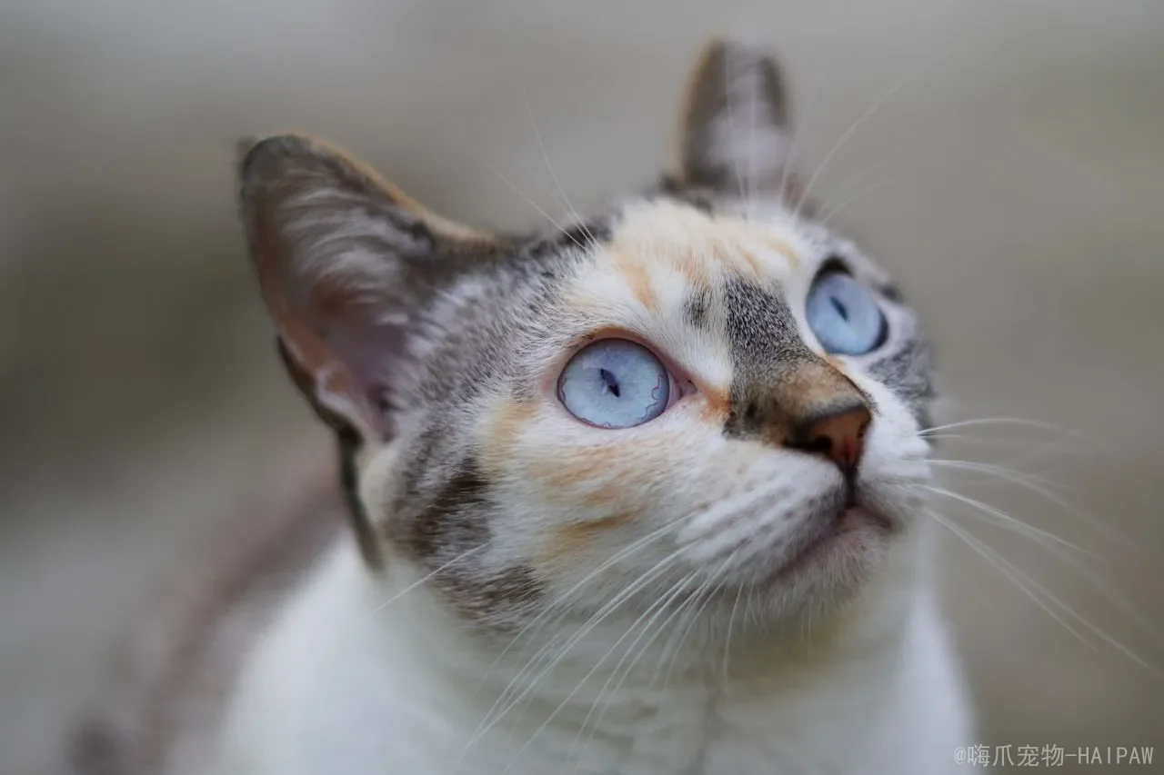 小猫身体一直轻微的抖为什么：从寒冷应激到潜在疾病，全面解读幼猫发抖的原因与应对