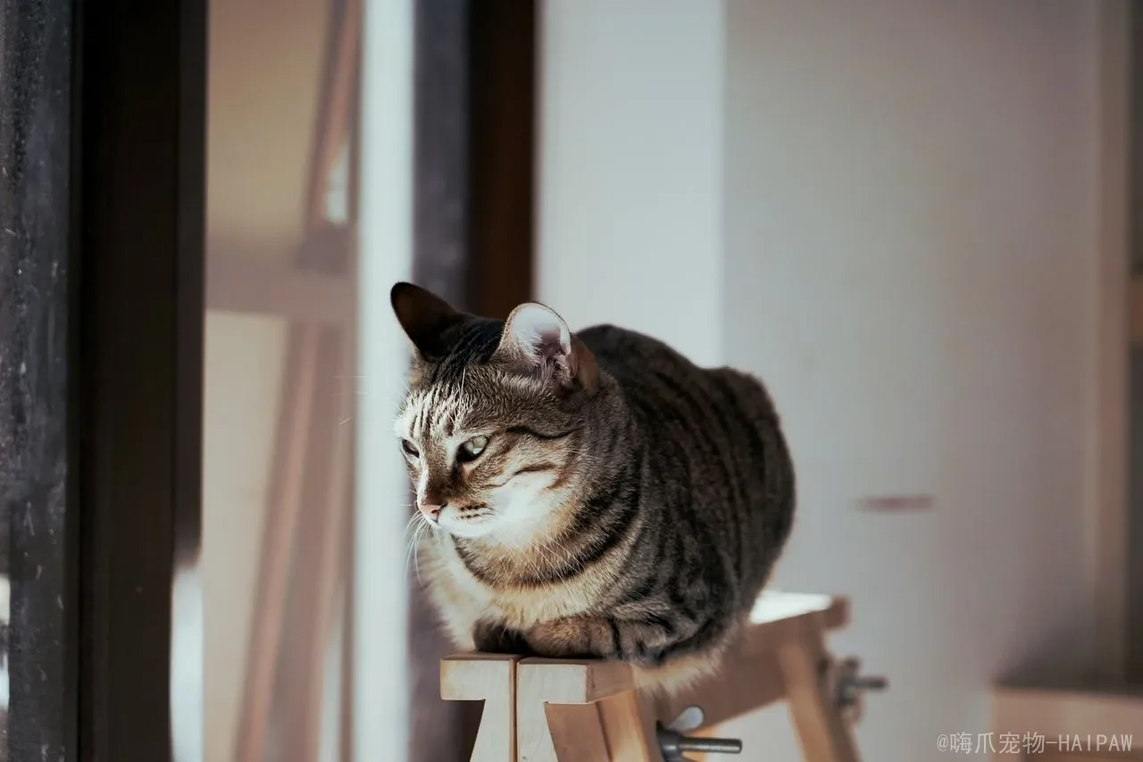小猫丢了自己能回来吗？从猫咪天性到科学寻回，全面解读宠物猫走失的真相与应对