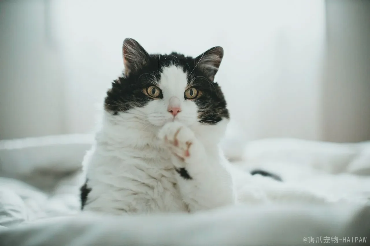 猫咪尿闭在家怎么处理？从紧急识别到科学应对，全面解读尿闭危机的正确处置方式