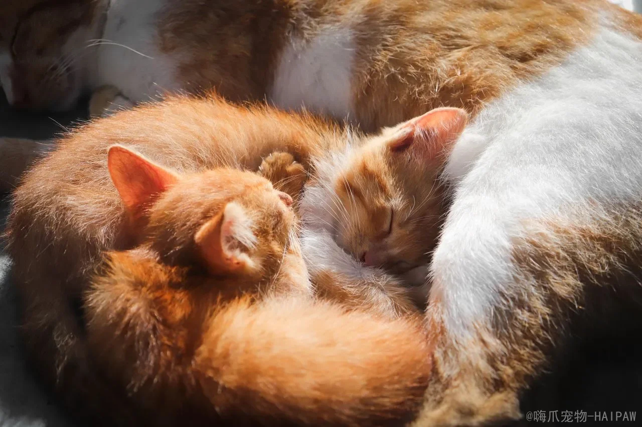 猫咪坐立行走的奥秘:从正常姿态到异常信号,全面解读喵星人的肢体语言 猫咪坐立行走的奥秘:从正常姿态到异常信号,全面解读喵星人的肢体语言