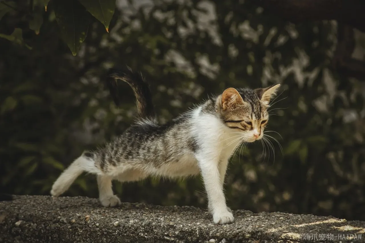幼猫适合吃什么样的猫粮?从月龄选择到成分解读,科学喂养幼猫的完整指南 幼猫适合吃什么样的猫粮?从月龄选择到成分解读,科学喂养幼猫的完整指南