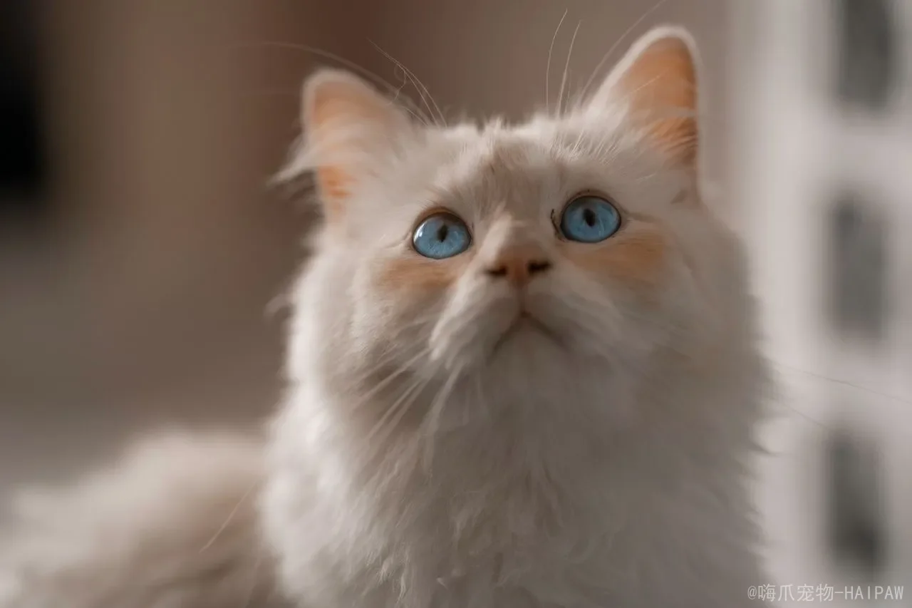 猫咪多久驱一次虫？从幼猫到成猫，一份完整的驱虫时间表与用药指南