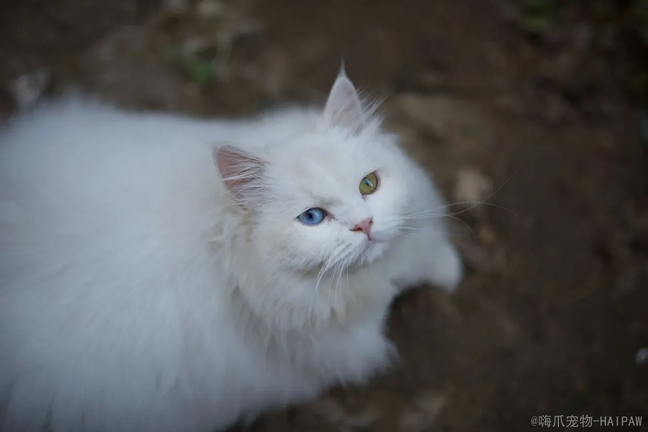 猫嗜酸性肉芽肿会自愈吗？从病因到治疗，全面解读这一顽固皮肤病的真相与应对