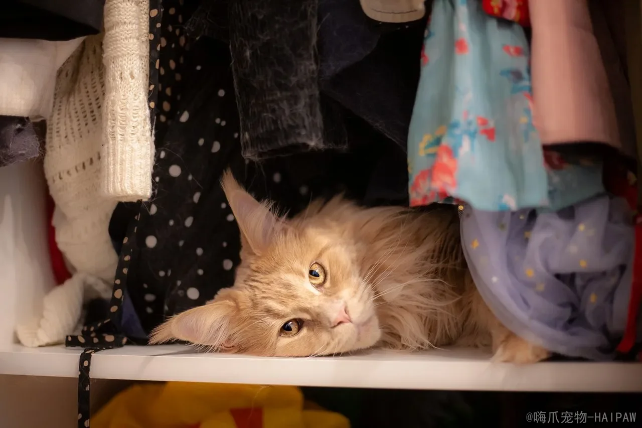 猫咪能听懂主人说话吗？从听觉能力到条件反射，全面解读喵星人的“语言天赋”