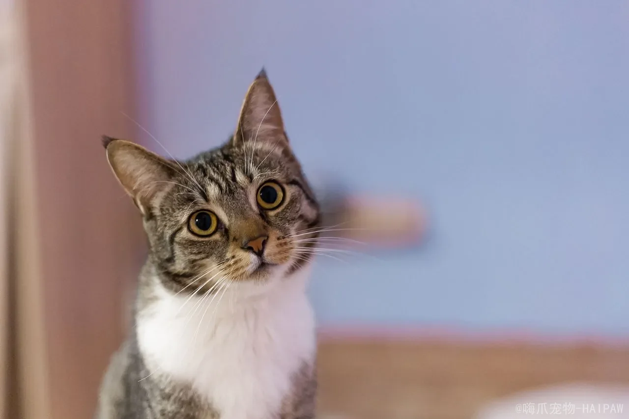 小奶猫高处摔下内伤表现:从症状识别到紧急处理,全面解读幼猫坠落的生命危机 小奶猫高处摔下内伤表现:从症状识别到紧急处理,全面解读幼猫坠落的生命危机