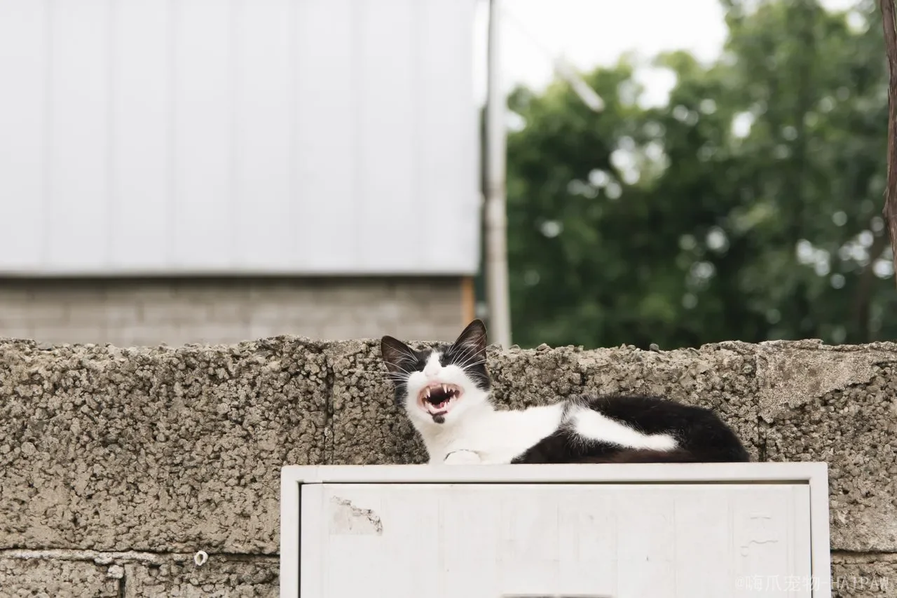 猫咪可以吃巧克力吗？从可可碱毒性到紧急处理，全面解读巧克力对猫咪的致命危害