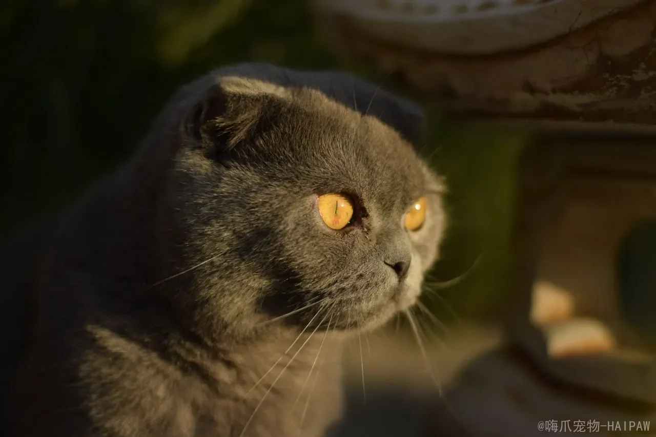 猫咪晚上不睡觉怎么办？从精力管理到作息调整，科学告别“夜猫子”困扰