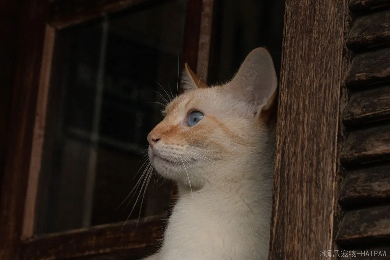 猫咪踩奶动作是什么原因？从踩奶到标记领地，全面解读喵星人的“揉面”暗语