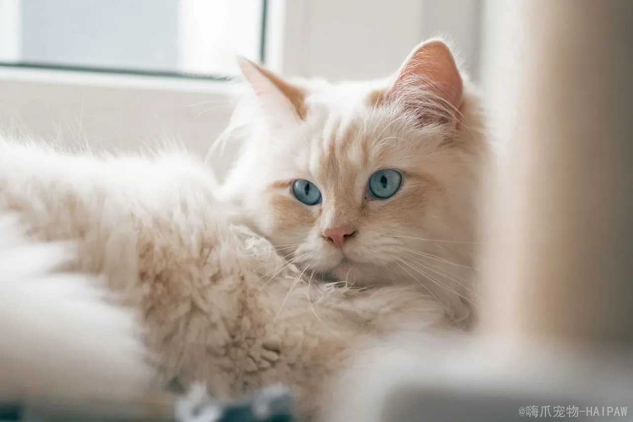 猫咪发出短促喷气声是怎么回事？从鼻腔刺激到情绪表达，全面解读喵星人的“喷嚏密码”