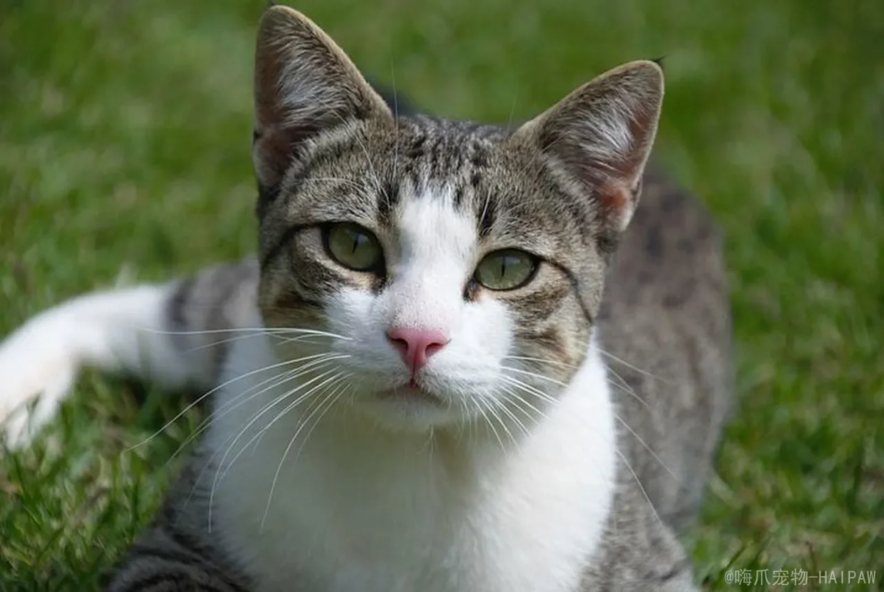 猫咪多远能闻到主人的味道？从嗅觉结构到气味追踪，全面解读喵星人的“超能力嗅觉”