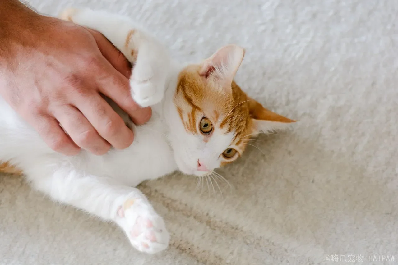 猫咪的冷知识:20个让你惊叹不已的喵星人秘密 猫咪的冷知识:20个让你惊叹不已的喵星人秘密