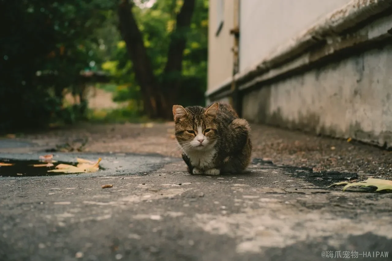 猫咪吃了熟蛋白会怎样？从卵白素到消化负担，全面解读蛋白对喵星人的影响与安全喂食方案