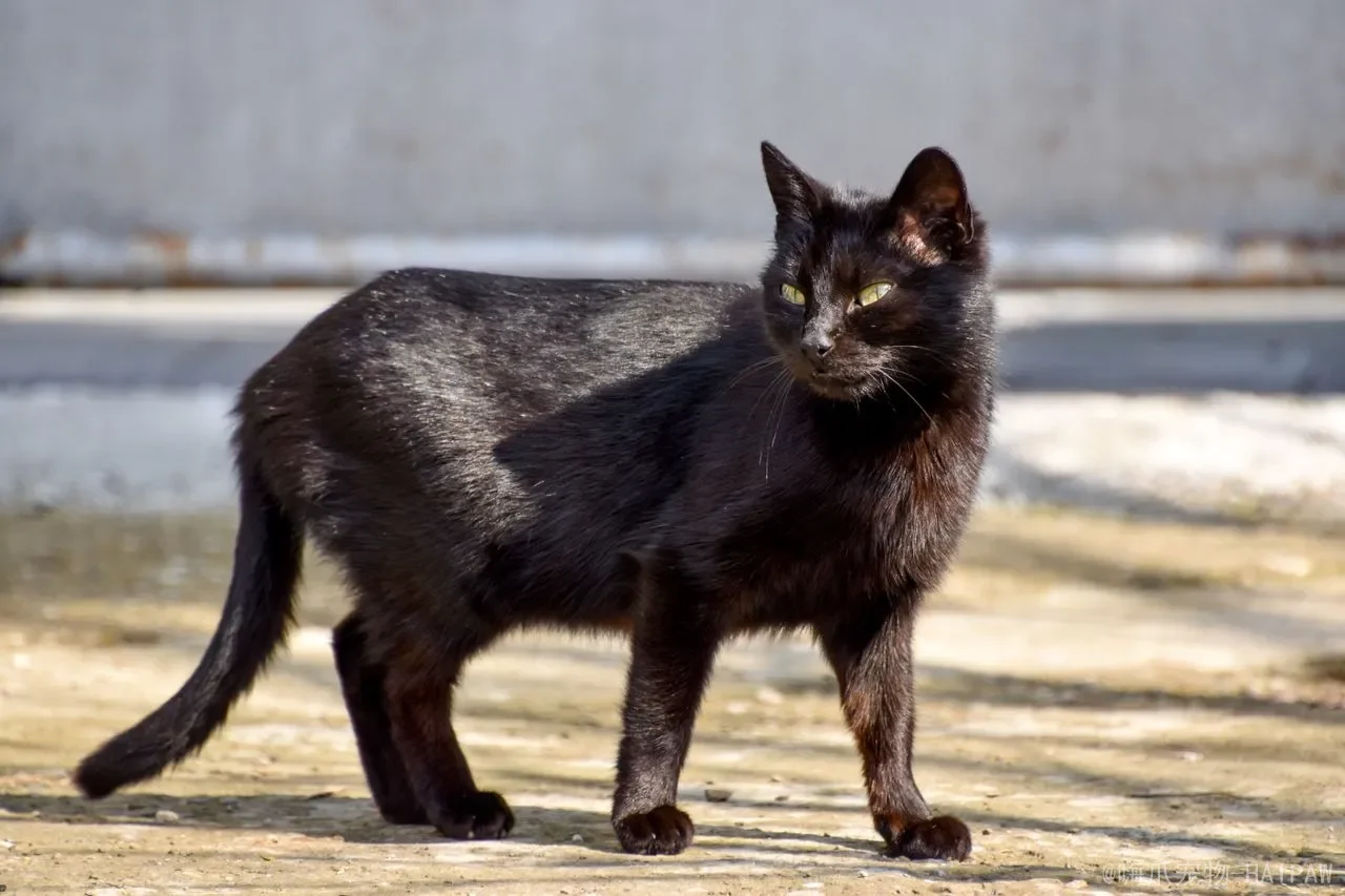 小奶猫能喝纯牛奶吗？从乳糖不耐受到科学喂养，全面解读幼猫喝奶的真相与禁忌