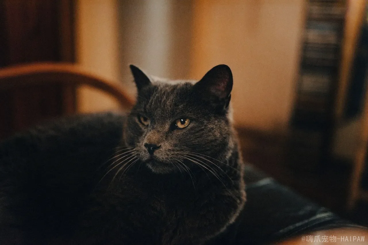 猫的正常体温是多少°C?从测量方法到发烧判断,全面解读喵星人的“温度密码” 猫的正常体温是多少°C?从测量方法到发烧判断,全面解读喵星人的“温度密码”