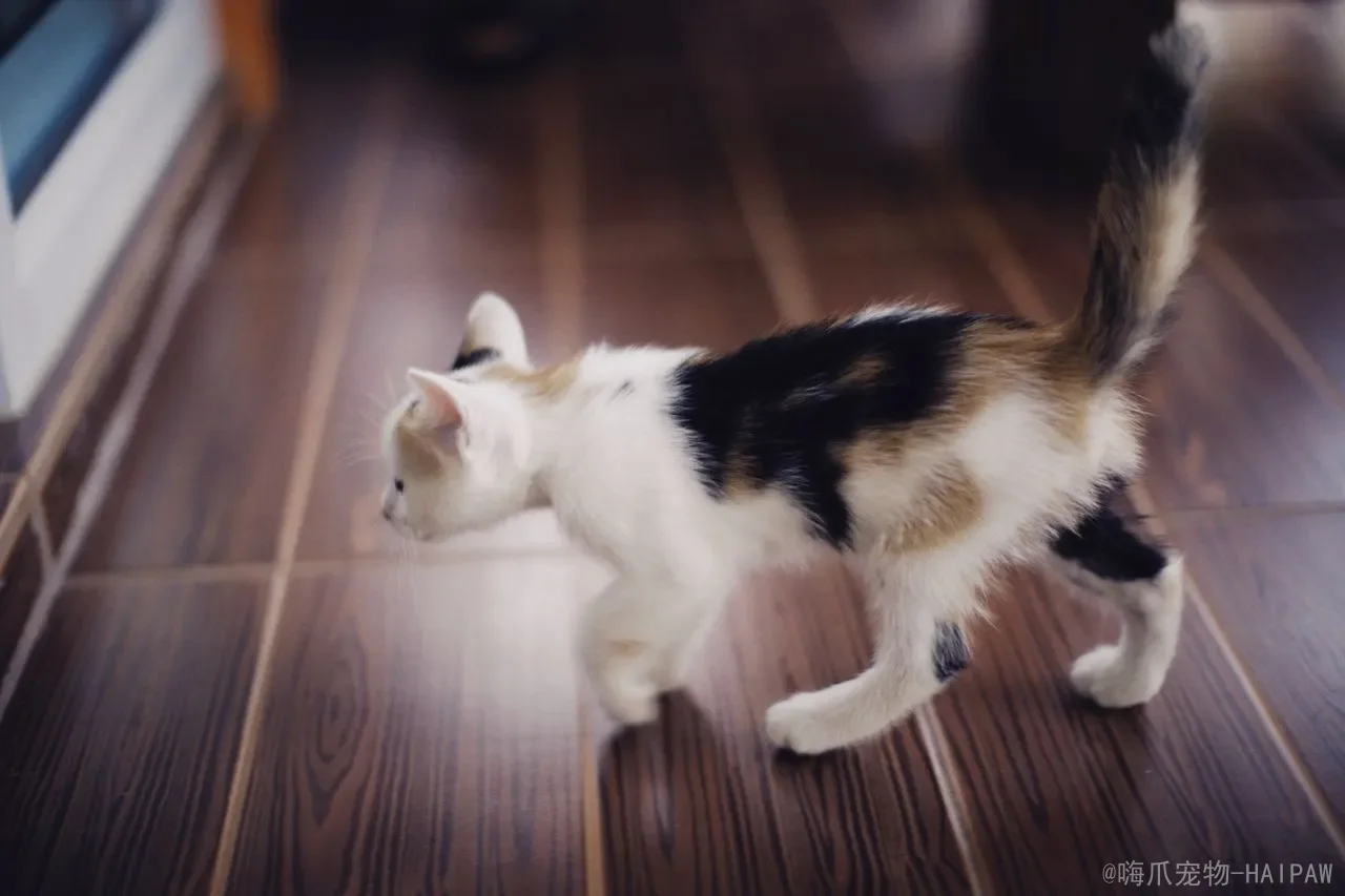 猫可以吃虾壳吗？从划伤风险到科学喂养，全面解读虾壳对喵星人的真实影响