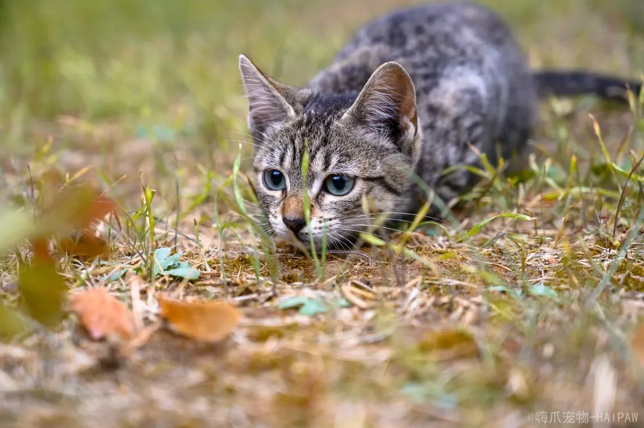 猫在北方冬天室外能过冬吗？从生存极限到科学防护，全面解读猫咪户外越冬的真相与对策
