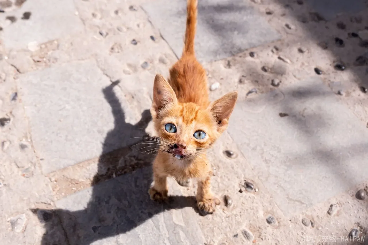 猫咪粘人12种的表现：从露肚皮到跟屁虫，全面解读喵星人的爱意信号