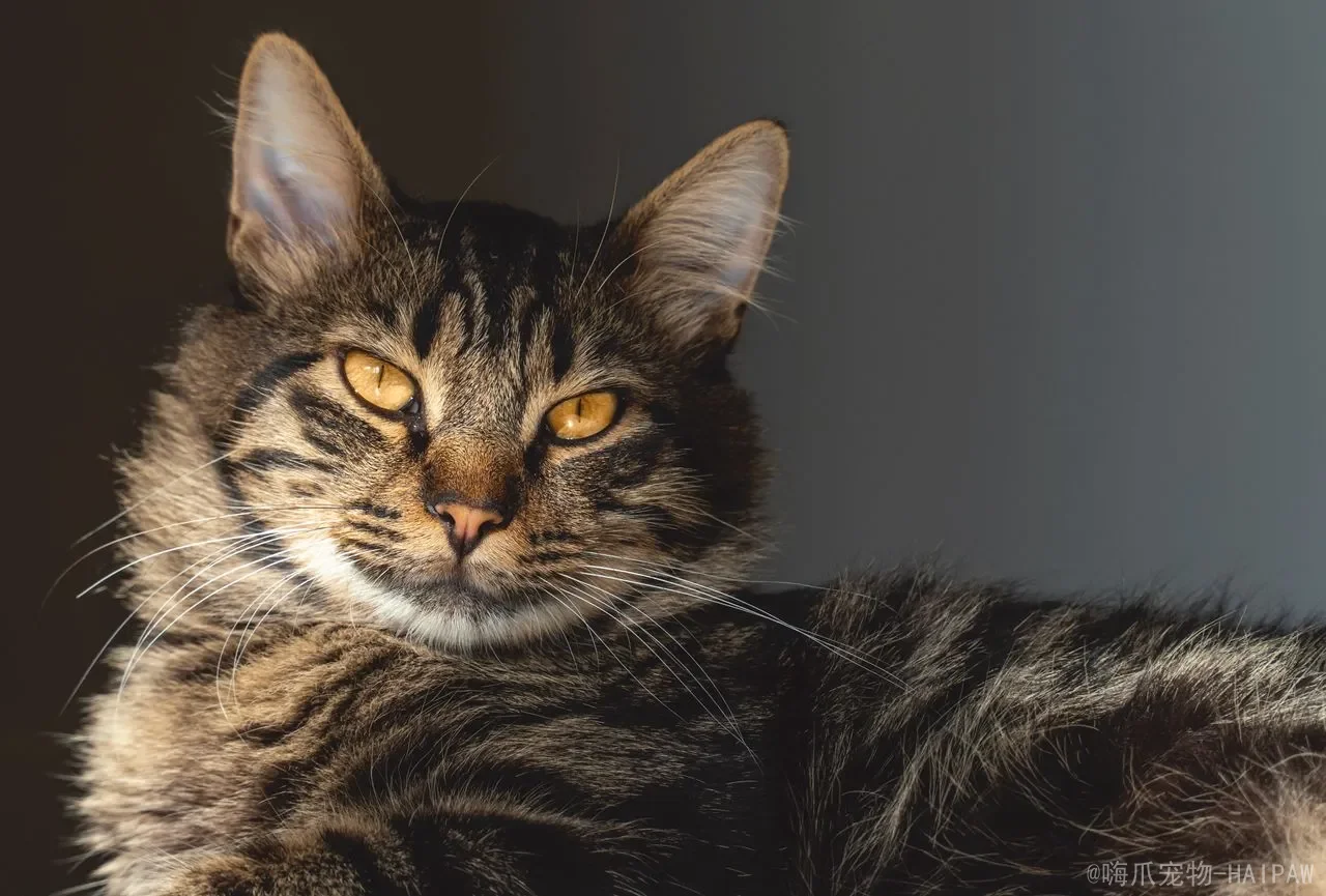 猫咪一直摇尾巴是什么意思？从好奇到警惕，全面解读喵星人尾巴语言的秘密