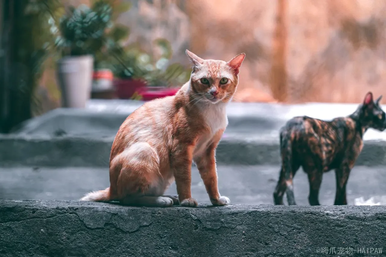 猫猫发出咕咕咕的声音怎么办？从愉悦到警示，全面解读喵星人“鸽子叫”背后的秘密