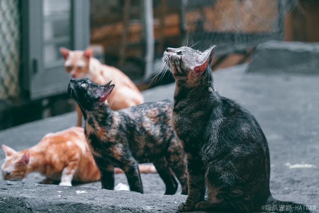 猫在外面会想主人吗？从科学依据到行为表现，全面解读喵星人的思念真相