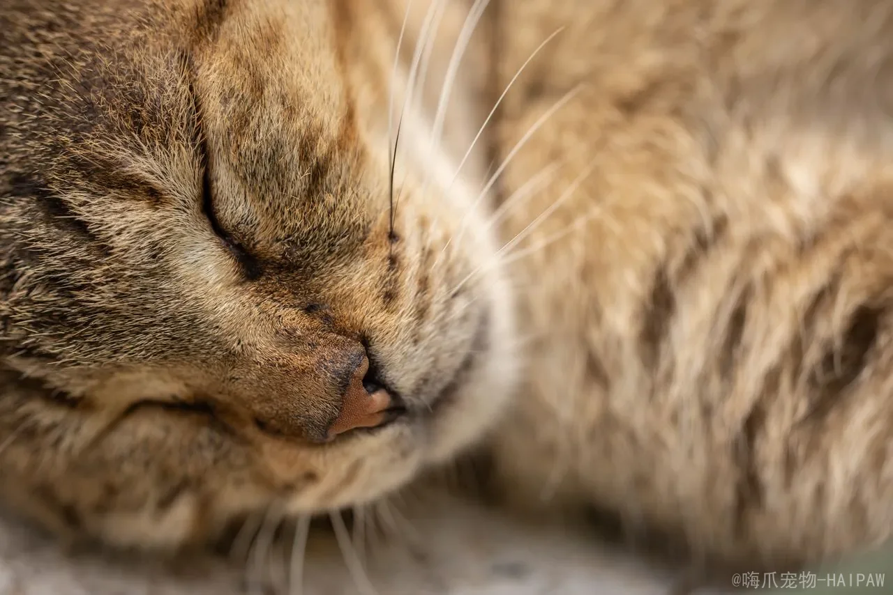 猫能吃肉松吗？从盐分超标到科学喂食，全面解读肉松对喵星人的真实影响