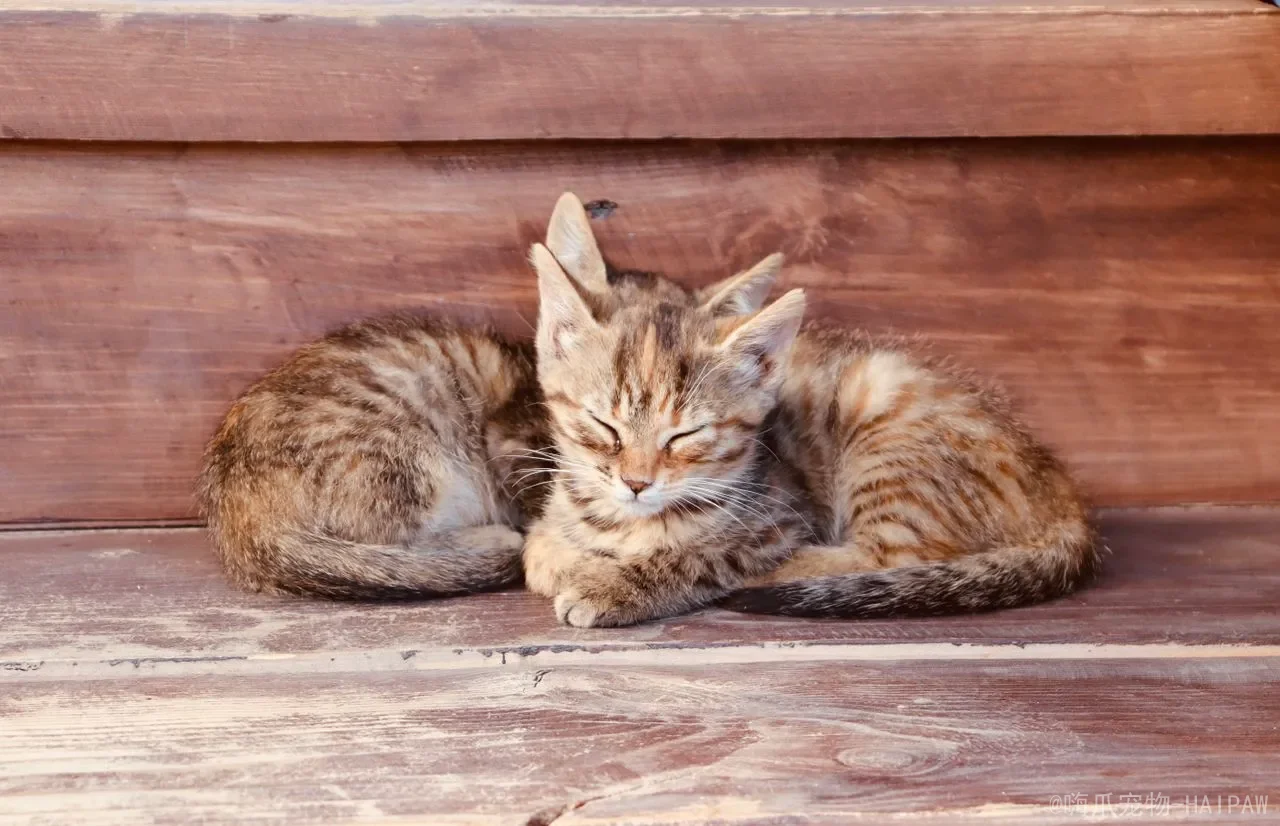 猫要洗澡吗？多少时间洗一次？从频率到手法，全面解读猫咪洗澡的科学指南