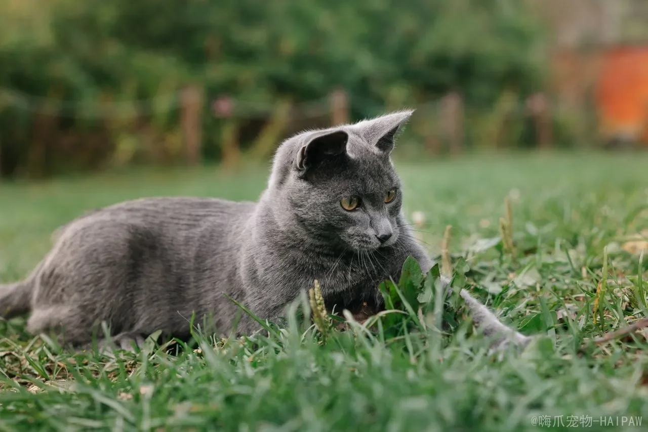 猫晚上能憋住大小便吗？从生理极限到健康风险，全面解读猫咪夜间排泄的真相