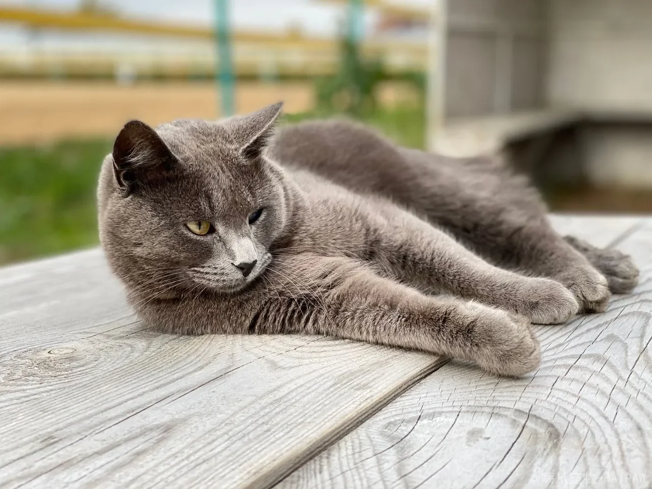 猫猫拉肚子拉稀怎么办?从禁食到就医,全面解读猫咪腹泻的科学应对方案 猫猫拉肚子拉稀怎么办?从禁食到就医,全面解读猫咪腹泻的科学应对方案
