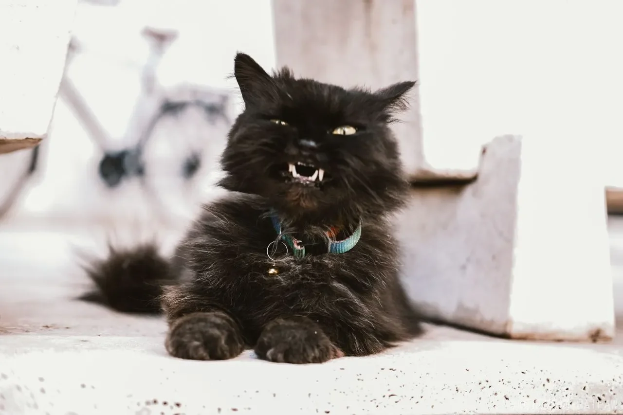 猫咪可以吃虾肉吗？从营养价值到科学喂食，全面解读虾肉对喵星人的影响