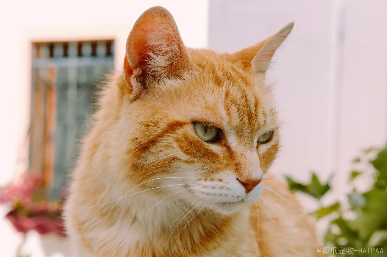猫咪可以吃草莓吗？从营养价值到科学喂食，全面解读草莓对喵星人的影响