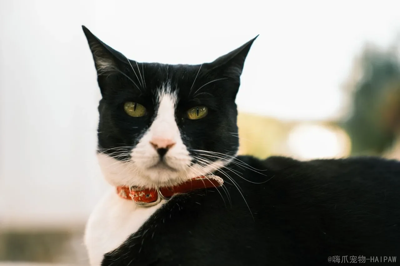 猫一次可以吃多少红薯？从分量到频率，全面解读红薯对喵星人的影响与科学喂食方案