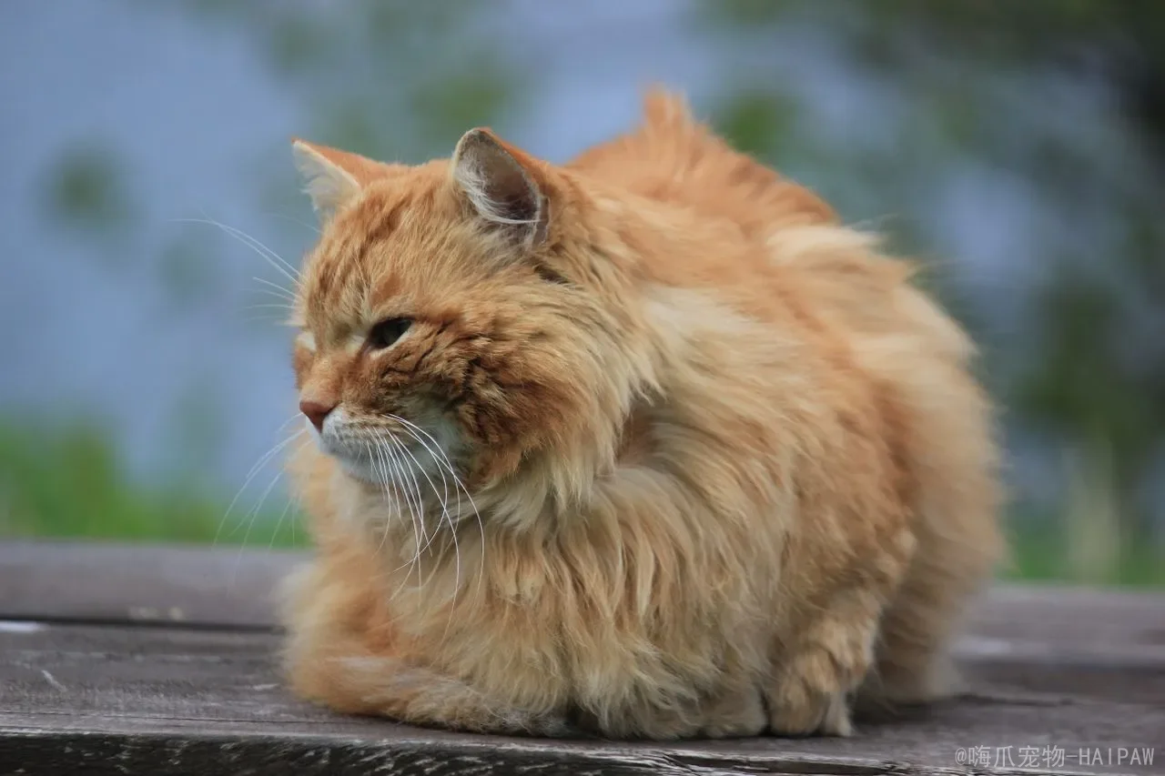 宠物猫抓老鼠吗？从狩猎本能到现实表现，全面解读喵星人捕鼠行为的真相