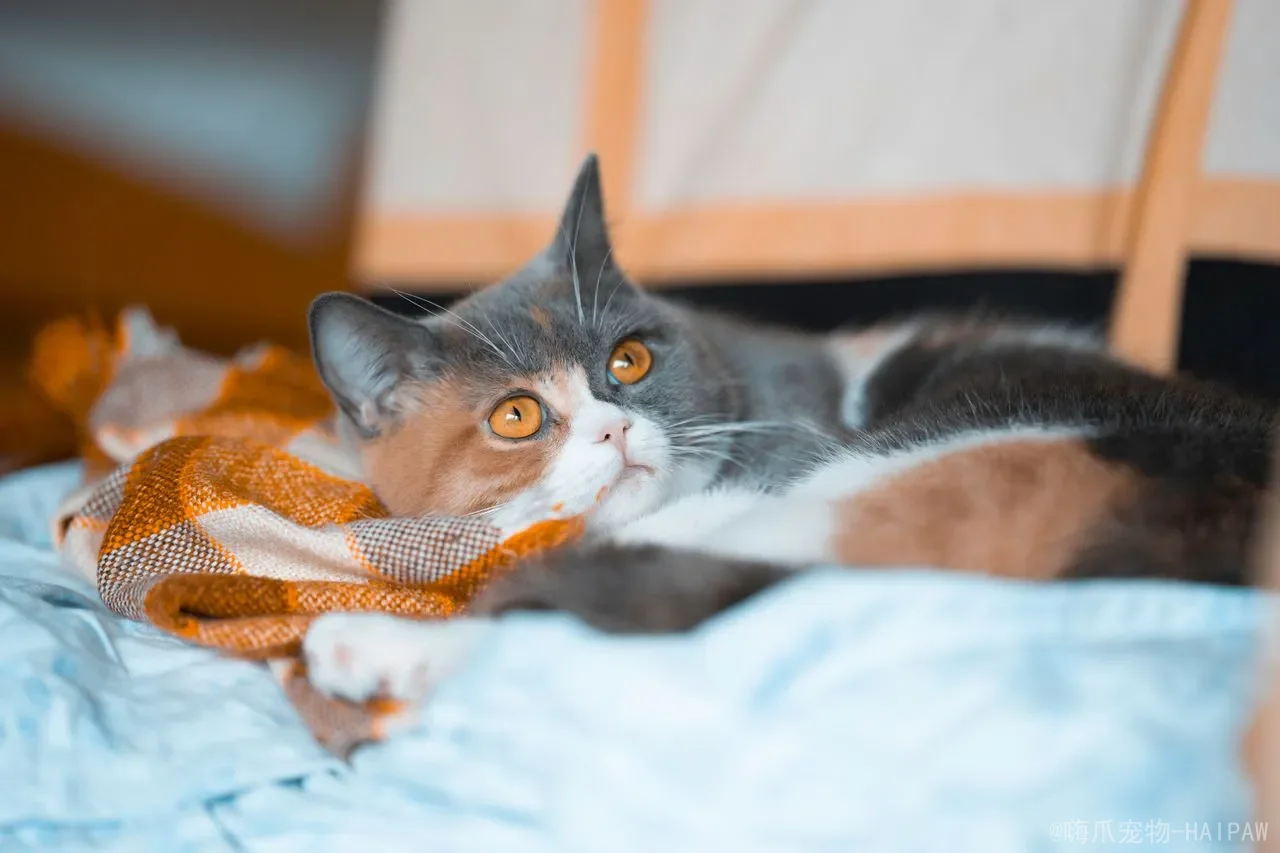 猫不让抱怎么办？从抗拒原因到信任重建，一套完整的亲密关系修复方案