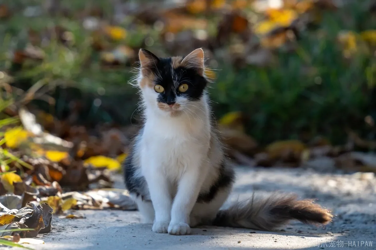 猫能喝酸奶不？从乳糖分解到益生菌益处，全面解读喵星人喝酸奶的真相与禁忌