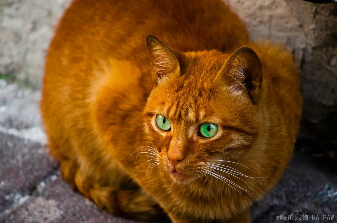 猫咪嗯嗯叫是什么意思？从需求表达到身体疼痛，全面解读喵星人“哼唧”背后的情绪与健康密码