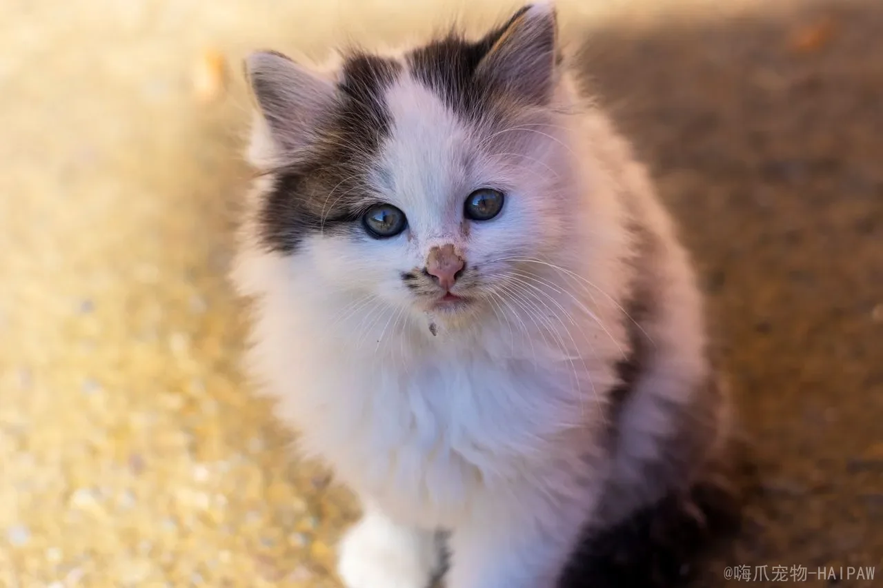 猫咪尾巴左右摇摆是什么意思？从惊吓到示好，全面解读喵星人尾巴语言的秘密