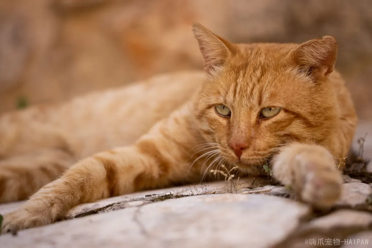 猫咪脸肿眼睛眯着怎么回事？从过敏到牙病，全面解读喵星人“脸肿眼眯”的健康警报