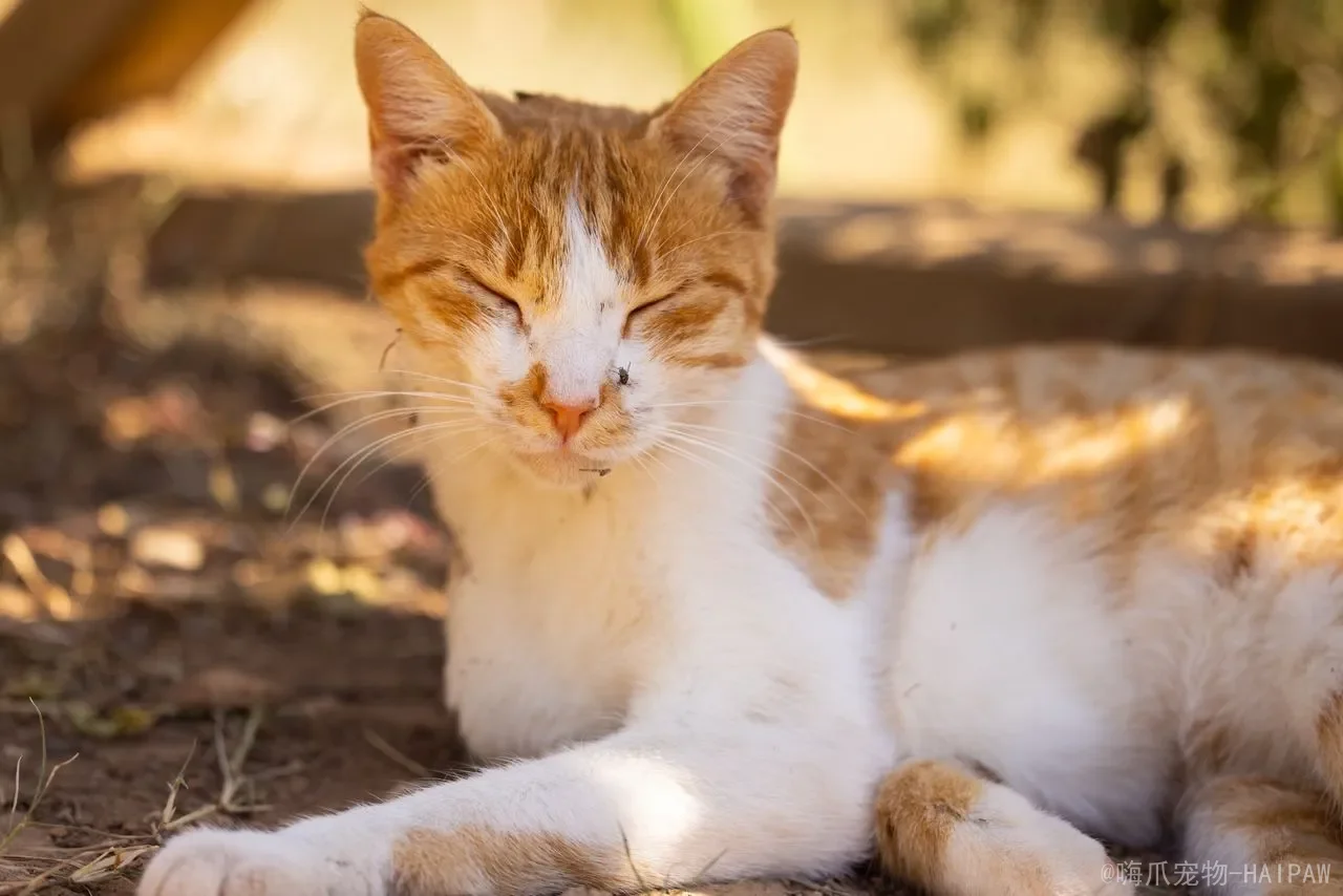 猫咪如何分辨公母：从体型到生殖器，一篇看懂喵星人性别的所有细节