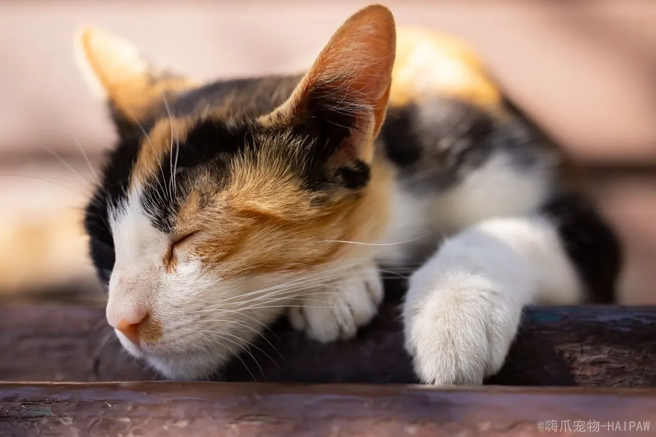 猫咪可以吃哪些人类食物？从安全清单到禁忌黑名单，一篇读懂喵星人的饮食边界