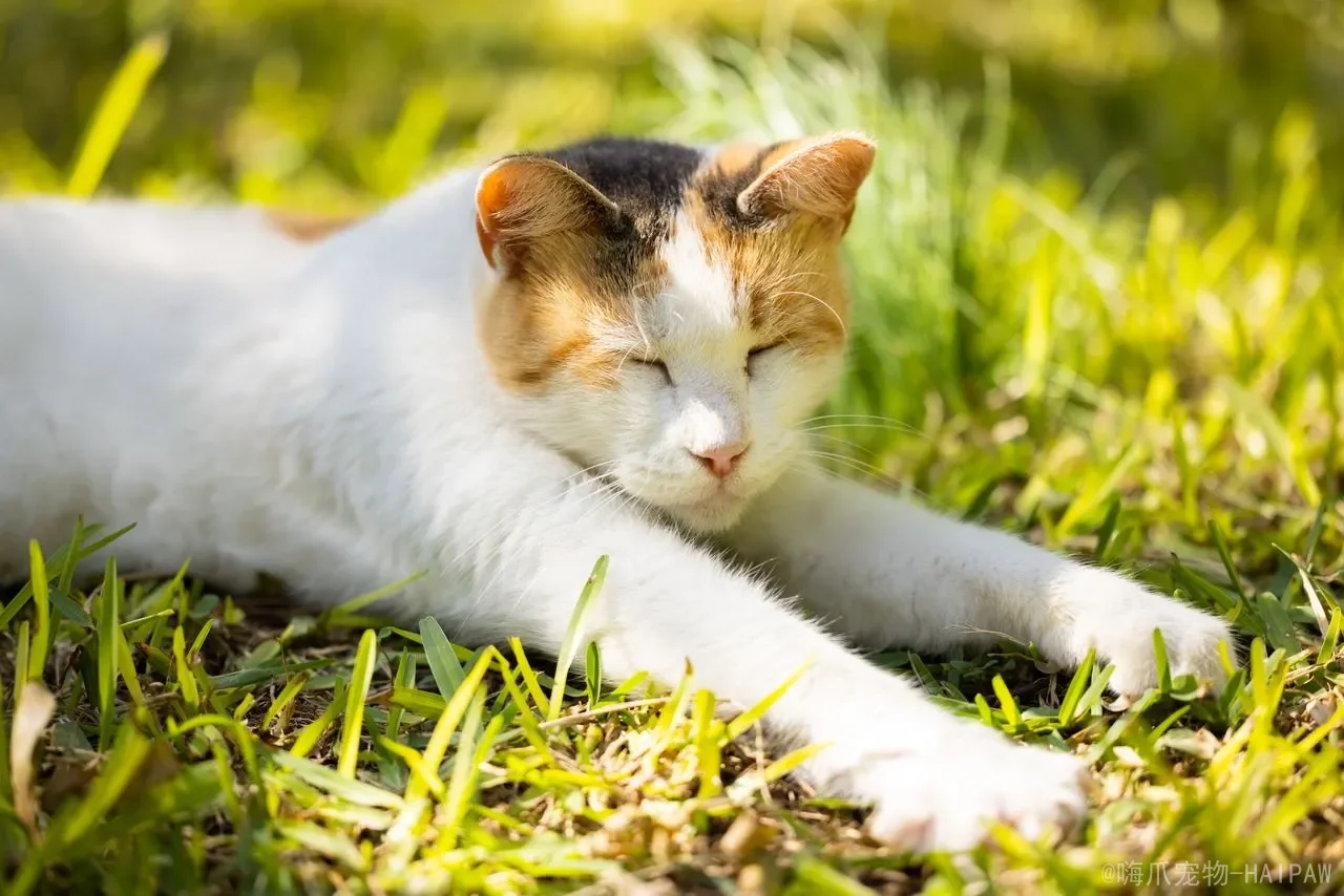 猫咪缺爱表现：从破坏性行为到过度粘人，全面解读喵星人渴望关注的7个信号