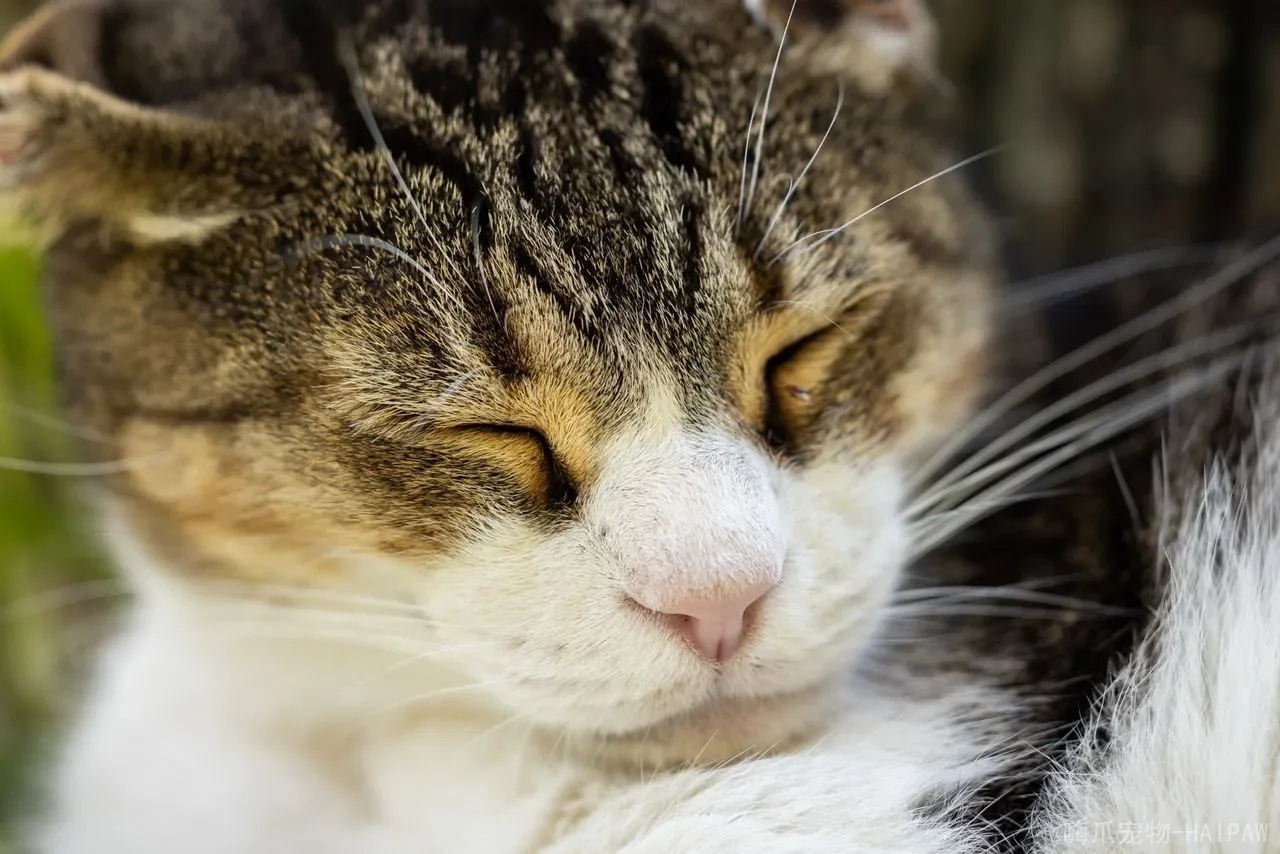 猫咪配对成功几种表现：从性情到身体变化，全面解读母猫怀孕的早期信号