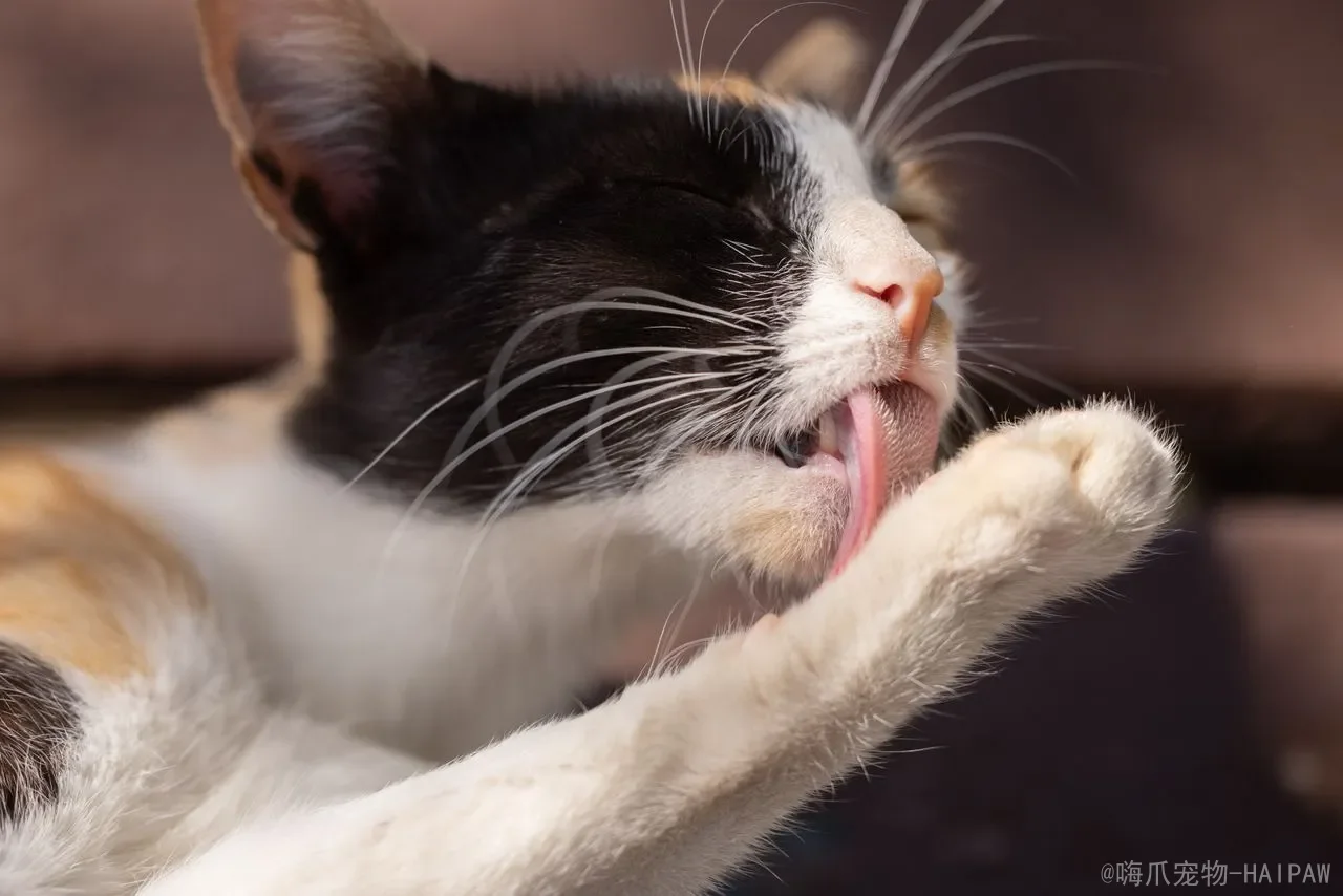猫咪一天睡多久是正常的？从时长到阶段，全面解读喵星人的“睡眠密码”