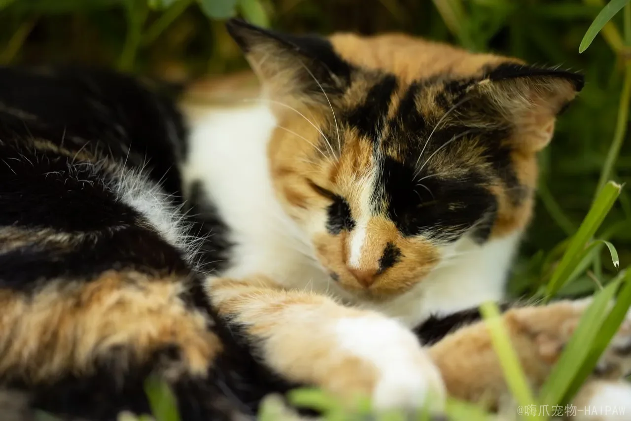 猫咪吃了微量蛋糕要紧吗？从成分风险到紧急处理，全面解读喵星人误食蛋糕的应对之策
