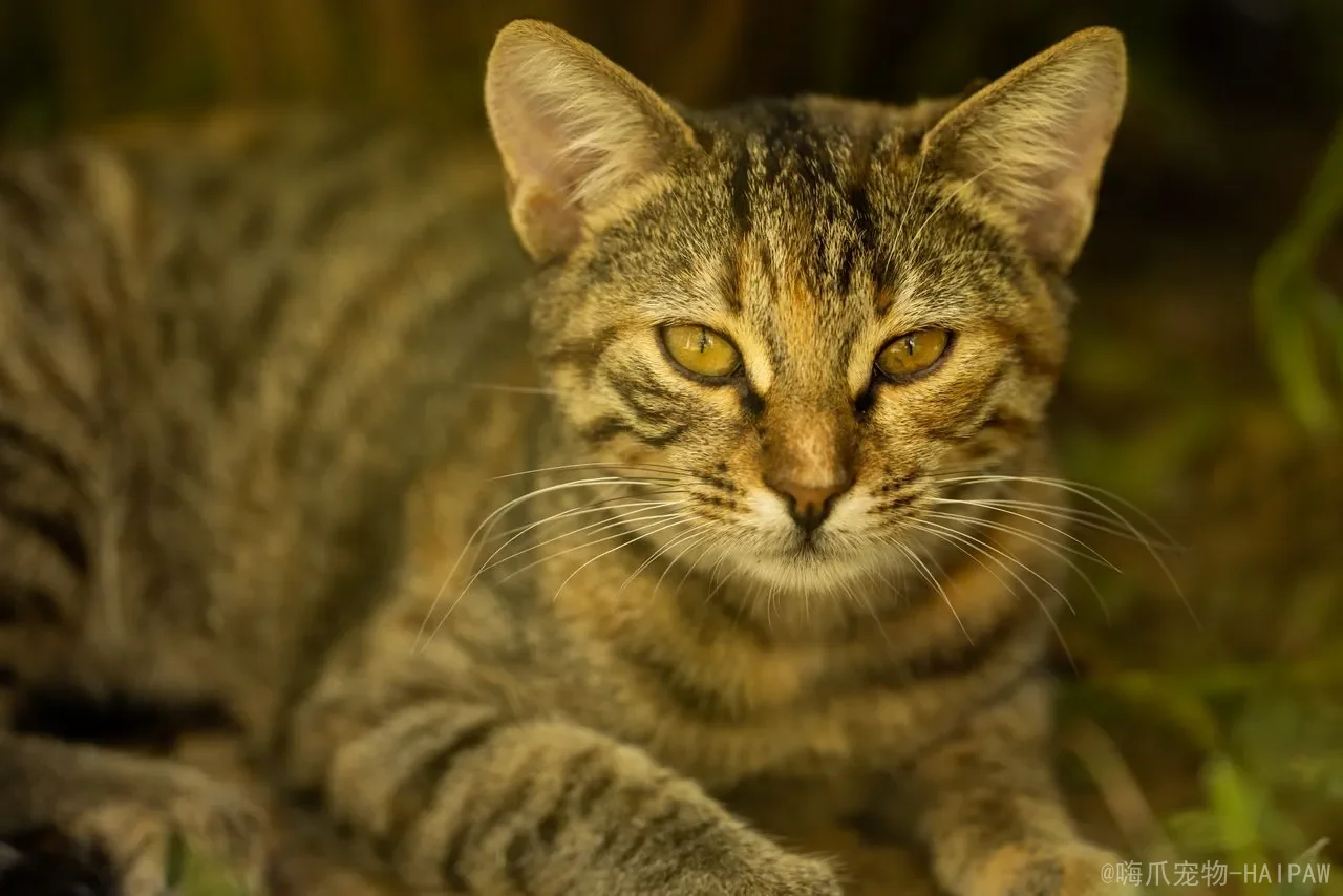 猫咪吃了奶油蛋糕会怎么样？从乳糖不耐受到胰腺炎风险，全面解读误食后的健康危机与应对