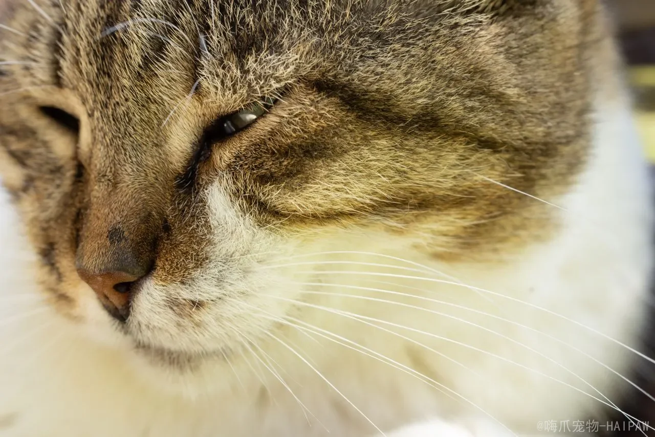 猫咪绝育后多久能恢复正常？从伤口愈合到行为变化，全面解读术后康复时间线