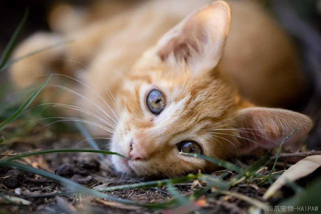 猫咪能吃蛋白粉吗？从乳糖不耐受到肾脏负担，全面解读蛋白粉对喵星人的真实影响
