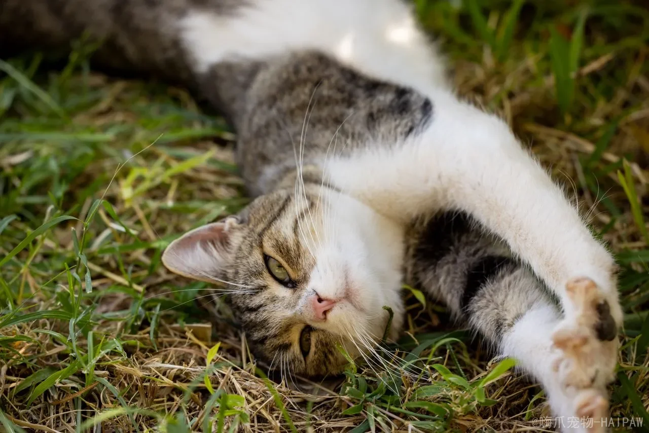 猫一直叫个不停是什么原因？从发情到疾病，全面解读喵星人“话多”背后的真实信号