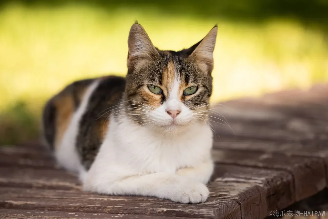 猫咪口臭是什么原因？从口腔疾病到内脏问题，全面解读喵星人“口气异常”背后的健康警报